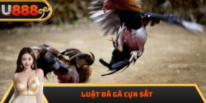 Luật Đá Gà Cựa Sắt Chi Tiết Và Chuẩn Xác Nhất Năm 2025