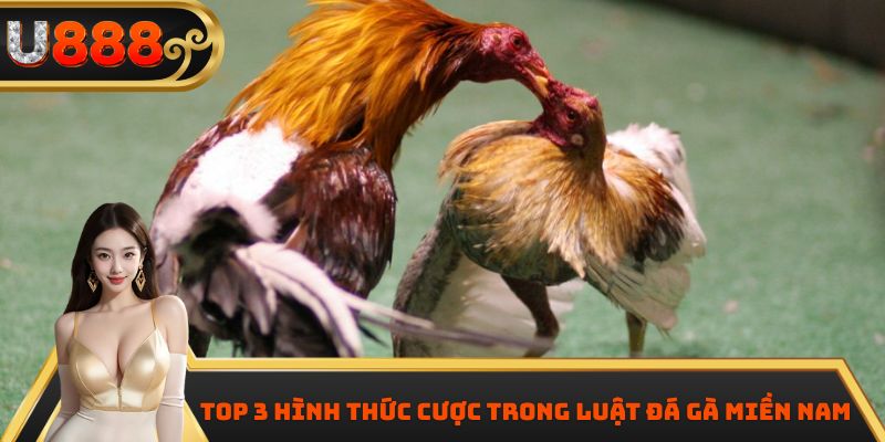 Top 3 hình thức cược trong luật đá gà miền Nam